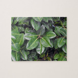 Rubber Tree Closeup Legpuzzel