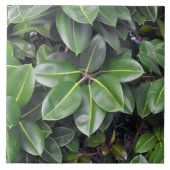 Rubber Tree Closeup Tegeltje (Voorkant)