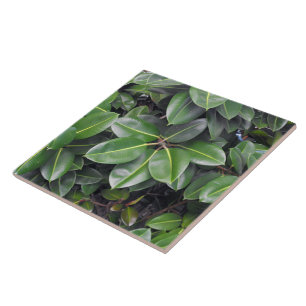 Rubber Tree Closeup Tegeltje