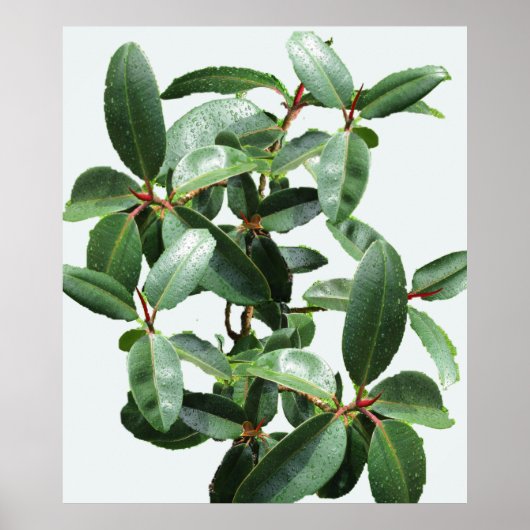 RUBBER TREE GEDROOGD IN RAINDROPS POSTER (Voorkant)