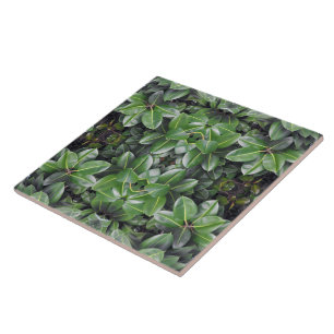 Rubber Tree Leaf Patroon Tegeltje