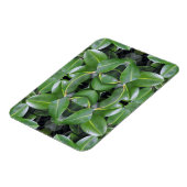 Rubber Tree Patroon Magneet (Linkerzijde)