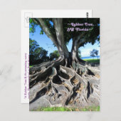 Rubberboom Curvy roots Fort Myers Briefkaart (Voorkant / Achterkant)