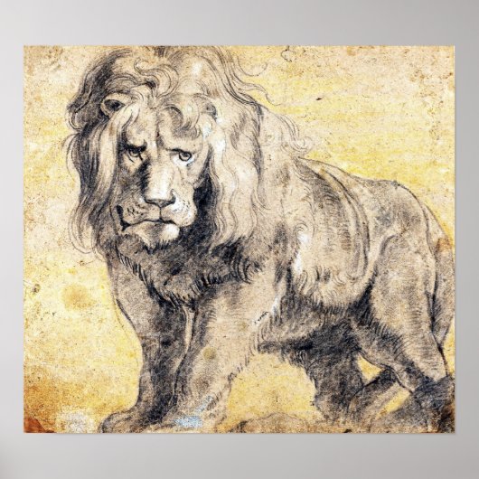 Rubens - Lion Poster (Voorkant)