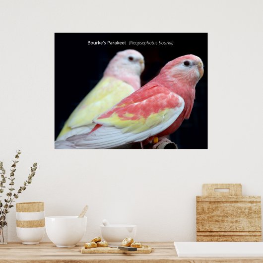Rubino Bourke's Parakeet Poster (Keuken)