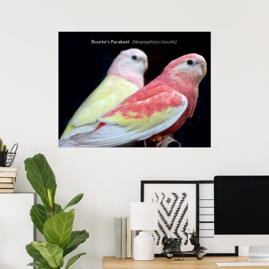 Rubino Bourke's Parakeet Poster (Thuiskantoor)