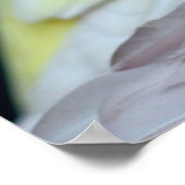 Rubino Bourke's Parakeet Poster (Hoek)