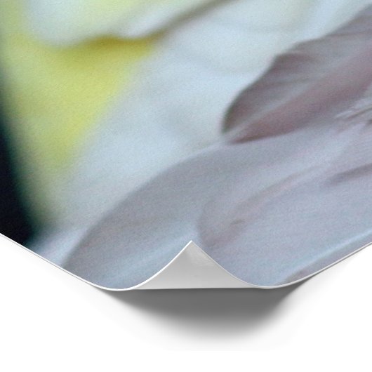 Rubino Bourke's Parakeet Poster