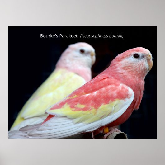 Rubino Bourke's Parakeet Poster (Voorkant)