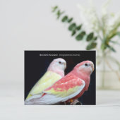 Rubino Bourke's parkiet Briefkaart (Staand voorkant)