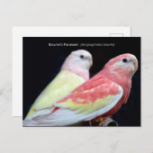 Rubino Bourke's parkiet Briefkaart (Voorkant / Achterkant)