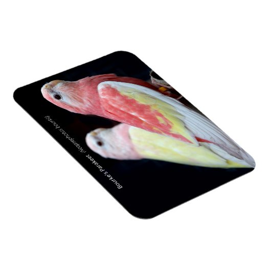 Rubino Bourke's parkiet Magneet (Rechterzijde)