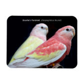 Rubino Bourke's parkiet Magneet (Horizontaal)