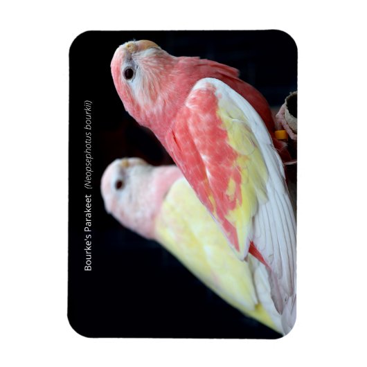 Rubino Bourke's parkiet Magneet (Verticaal)
