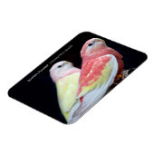 Rubino Bourke's parkiet Magneet (Linkerzijde)