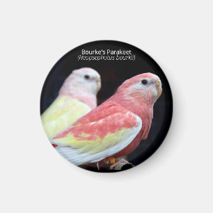 Rubino Bourke's parkiet Magneet