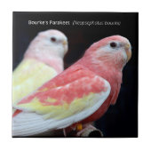 Rubino Bourke's parkiet Tegeltje (Voorkant)