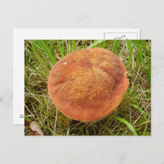 Ruby Bolete Briefkaart (Voorkant / Achterkant)