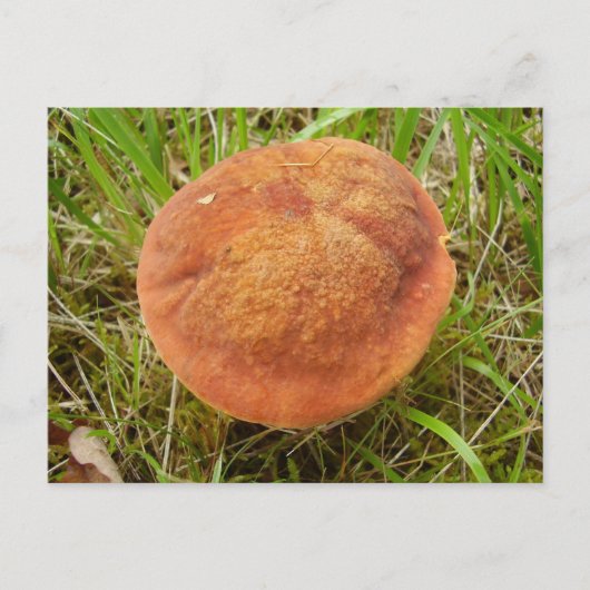 Ruby Bolete Briefkaart (Voorkant)