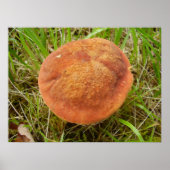 Ruby Bolete Mushroom Poster (Voorkant)