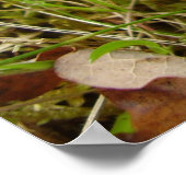 Ruby Bolete Mushroom Poster (Hoek)