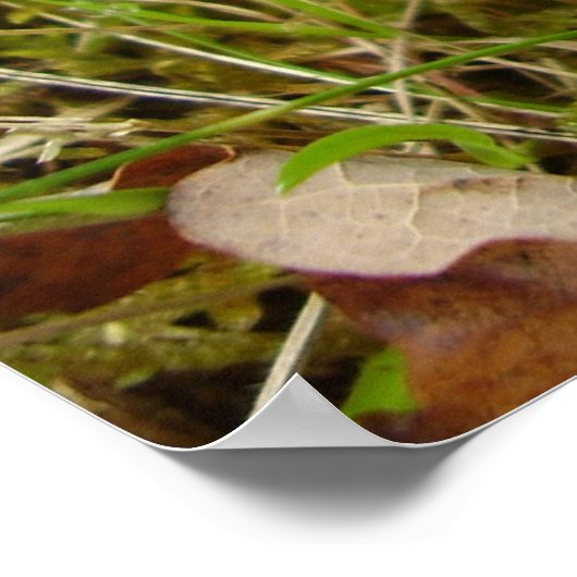 Ruby Bolete Mushroom Poster (Hoek)