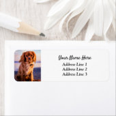 Ruby Cavalier King Charles Return Etiket (Insitu)