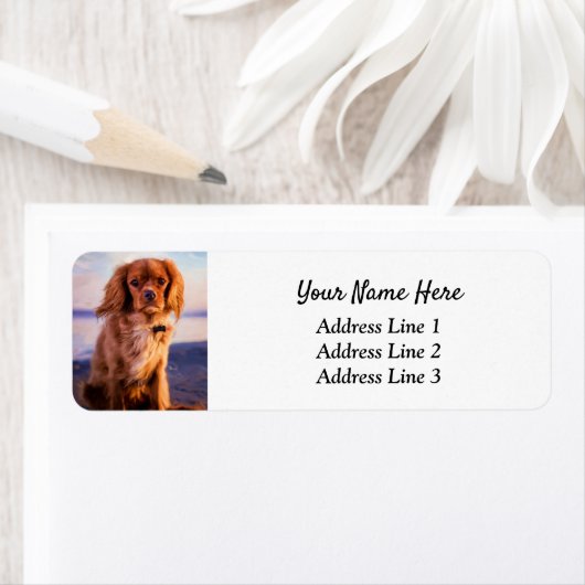 Ruby Cavalier King Charles Return Etiket (Insitu)