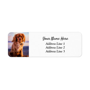 Ruby Cavalier King Charles Return Etiket