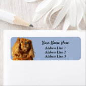 Ruby Cavalier King Charles Return Etiket (Insitu)