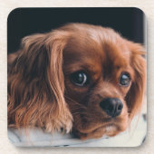Ruby Cavalier King Charles Spaniel Bier Onderzetter (Voorkant)