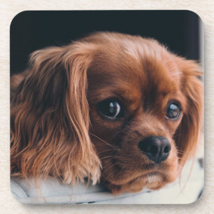 Ruby Cavalier King Charles Spaniel Bier Onderzetter