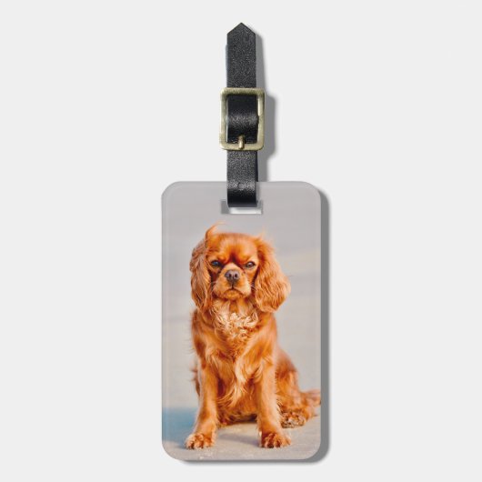 Ruby Cavalier King Charles Spaniel Dog Bagagelabel (Voorkant verticaal)