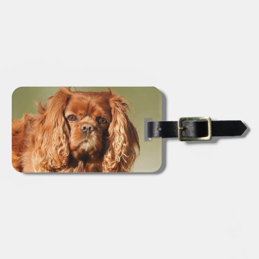Ruby Cavalier King Charles Spaniel Dog Bagagelabel (Voorkant horizontaal)