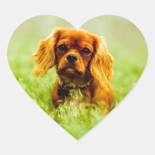 Ruby Cavalier King Charles Spaniel Dog Hart Sticker (Voorkant)