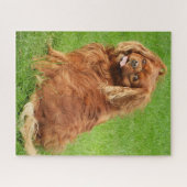 Ruby Cavalier King Charles Spaniel Dog Jigzaag Puz Legpuzzel (Horizontaal)
