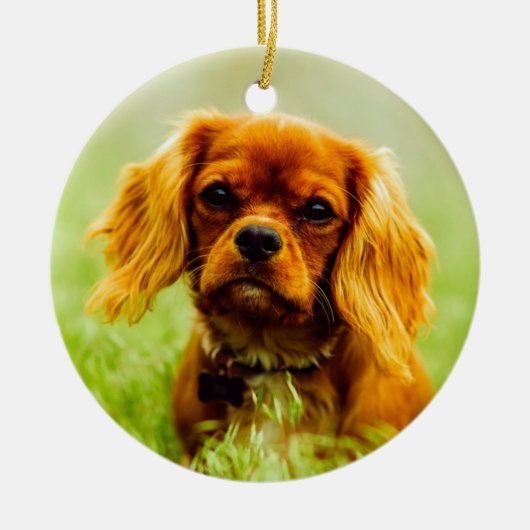 Ruby Cavalier King Charles Spaniel Dog Keramisch Ornament (Voorkant)