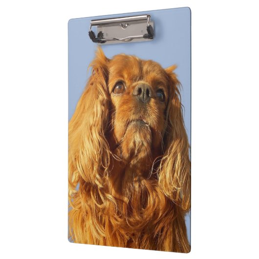 Ruby Cavalier King Charles Spaniel Dog klembord (Links)
