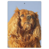 Ruby Cavalier King Charles Spaniel Dog klembord (Achterkant)