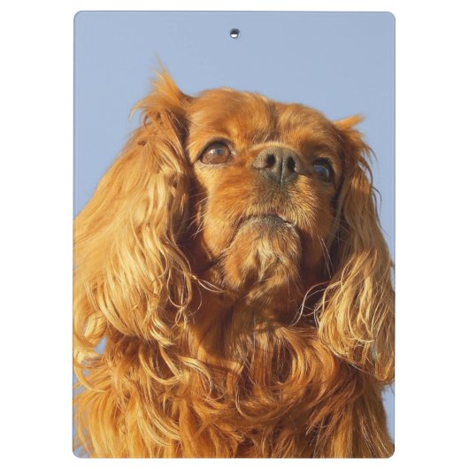Ruby Cavalier King Charles Spaniel Dog klembord (Achterkant)
