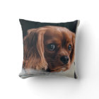 Ruby Cavalier King Charles Spaniel Dog