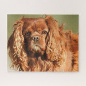 Ruby Cavalier King Charles Spaniel Dog Legpuzzel (Horizontaal)