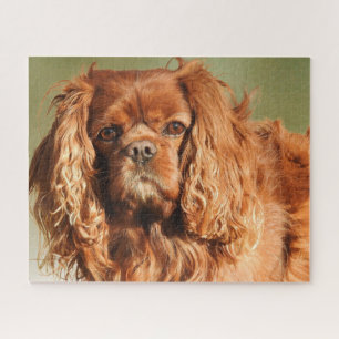 Ruby Cavalier King Charles Spaniel Dog Legpuzzel