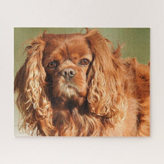 Ruby Cavalier King Charles Spaniel Dog Legpuzzel (Horizontaal)