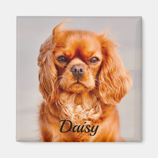 Ruby Cavalier King Charles Spaniel Dog Magneet (Voorkant)