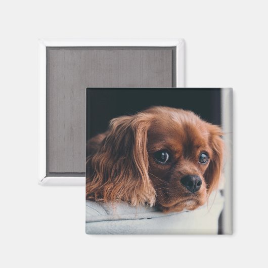 Ruby Cavalier King Charles Spaniel Dog Magneet (Voorkant / Achterkant)