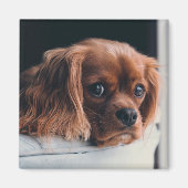 Ruby Cavalier King Charles Spaniel Dog Magneet (Voorkant)