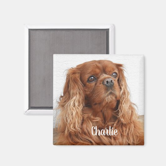 Ruby Cavalier King Charles Spaniel Dog Magnet (Voorkant / Achterkant)
