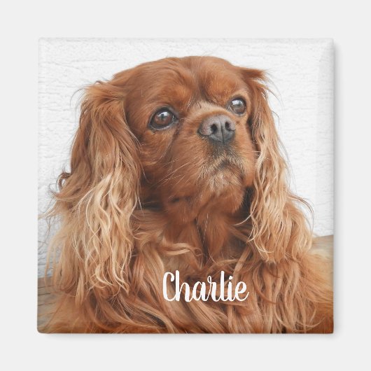 Ruby Cavalier King Charles Spaniel Dog Magnet (Voorkant)