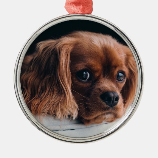 Ruby Cavalier King Charles Spaniel Dog Metalen Ornament (Voorkant)